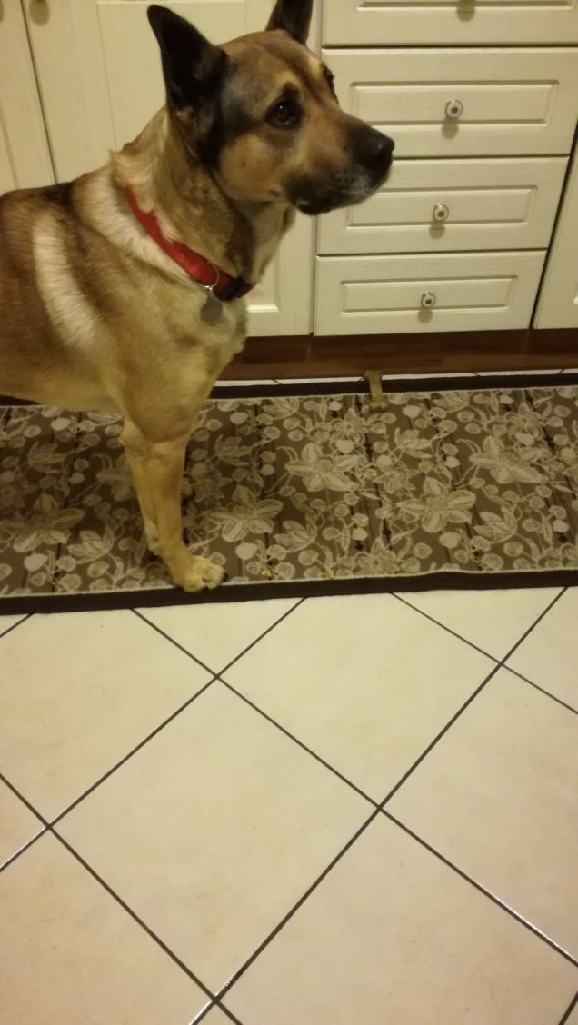 L'amore per un cane dona grande forza all'uomo.