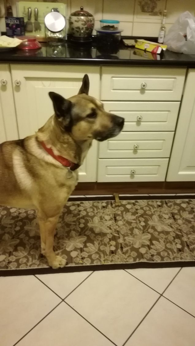 L'amore per un cane dona grande forza all'uomo.1