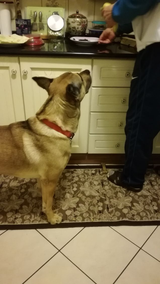 L'amore per un cane dona grande forza all'uomo.2