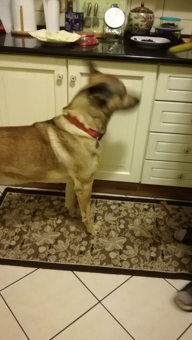 L'amore per un cane dona grande forza all'uomo.4