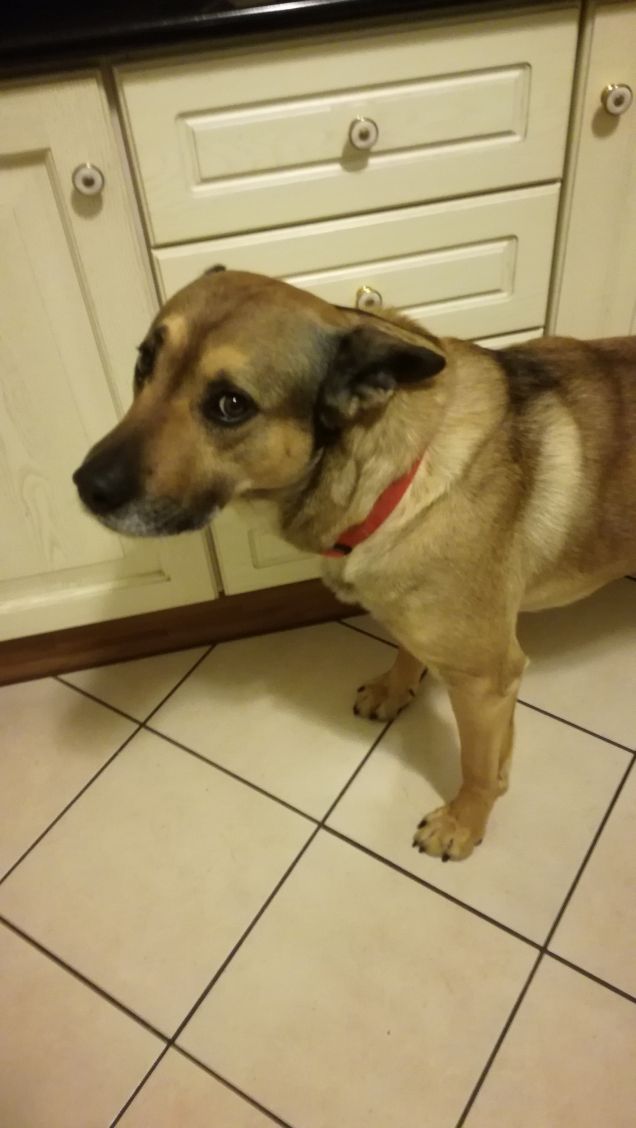 L'amore per un cane dona grande forza all'uomo.5