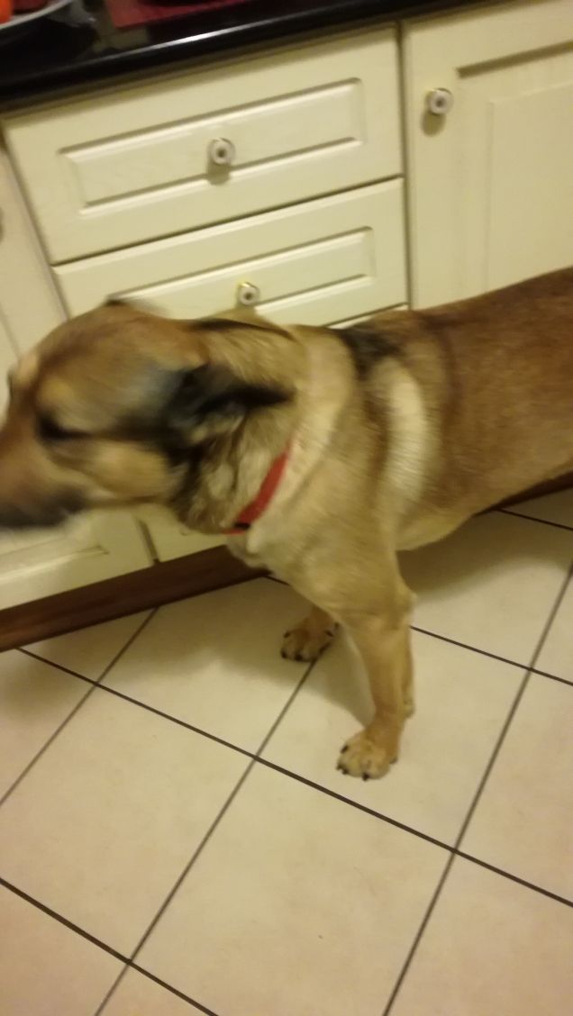 L'amore per un cane dona grande forza all'uomo.6