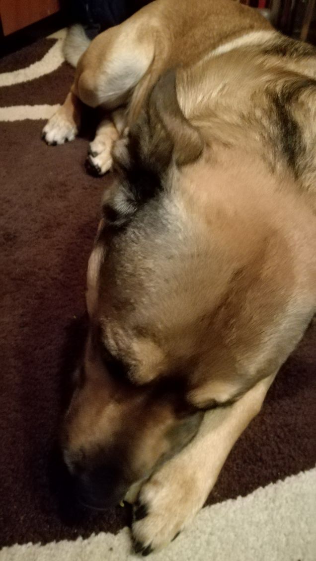 Artù e il suo osso.1