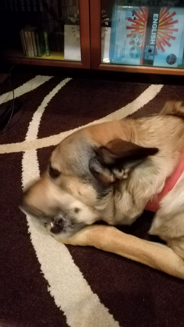 Artù e il suo osso.2