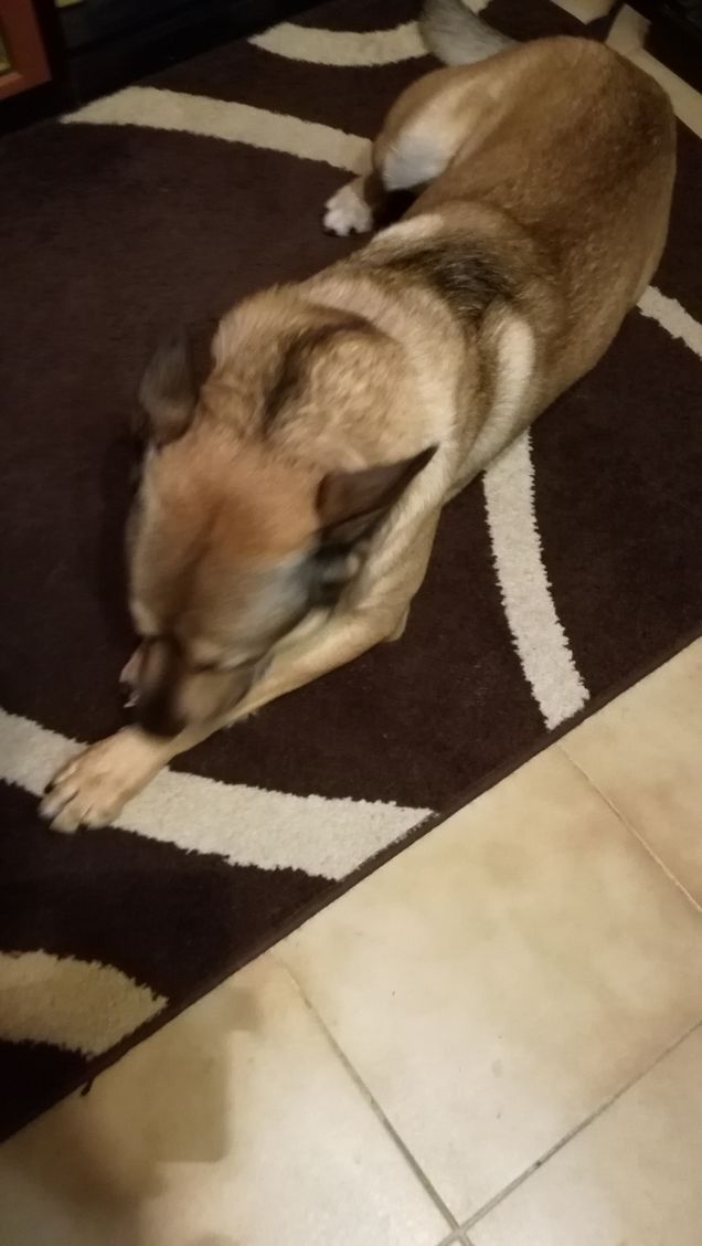 Artù e il suo osso.6