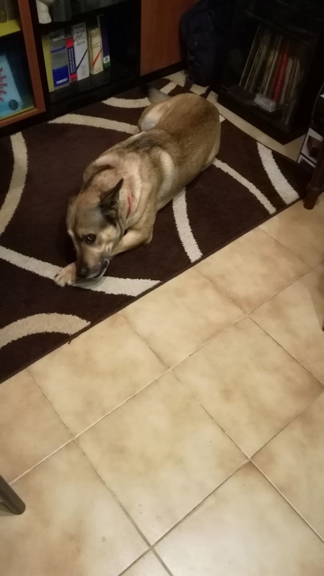 Artù e il suo osso.7