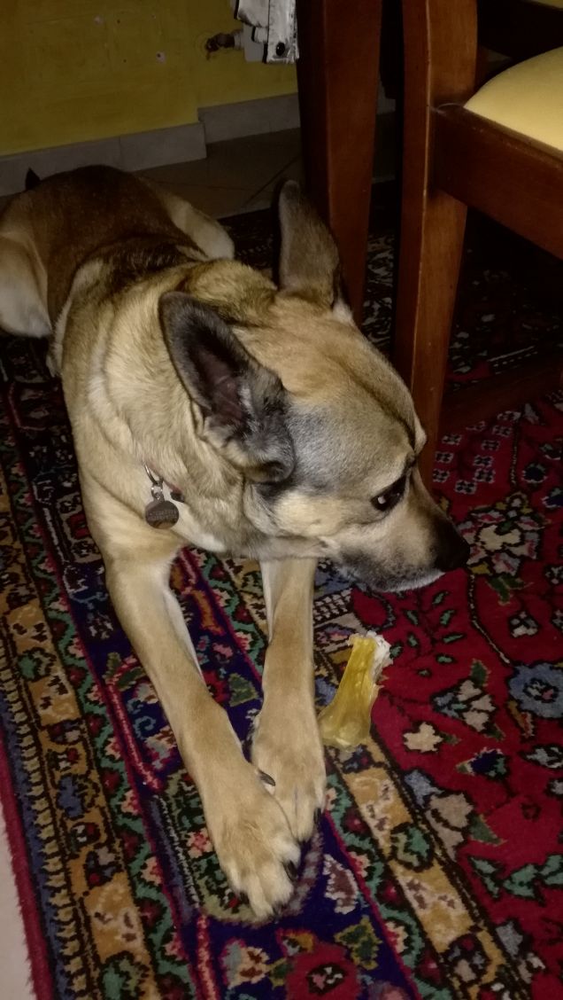 Artù e il suo osso.8