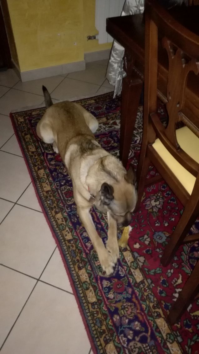 Artù e il suo osso.10