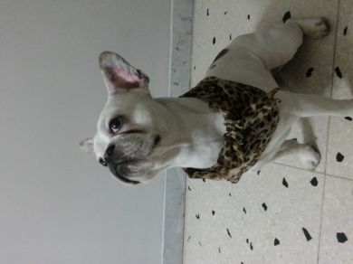 rufus