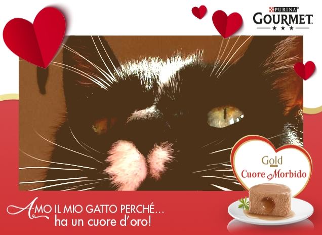 Gattone amicone