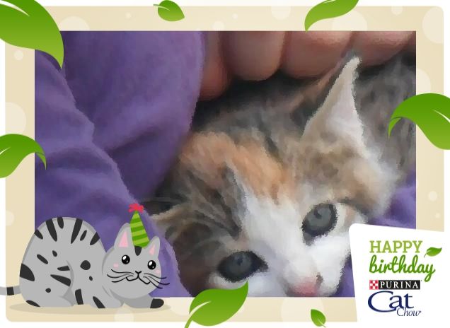 L'abbraccio di un tenero micio!