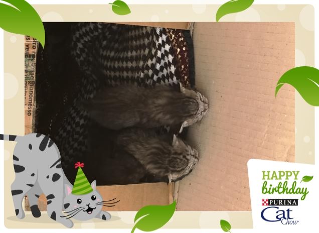 Amori in perlustrazione 