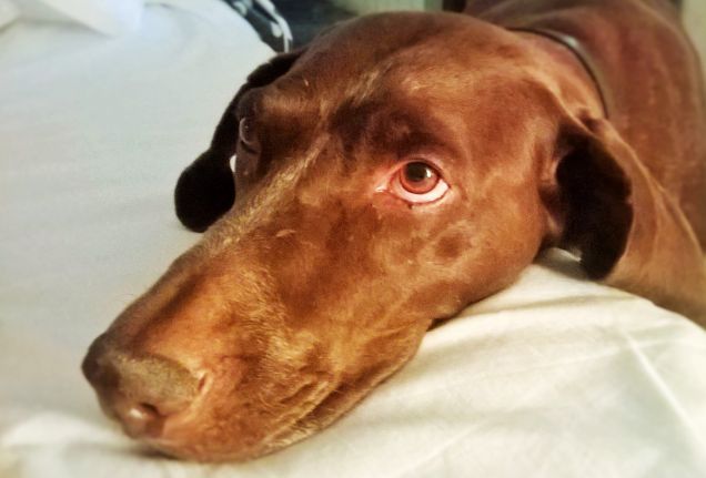 Oggi compio 8 anni!! 