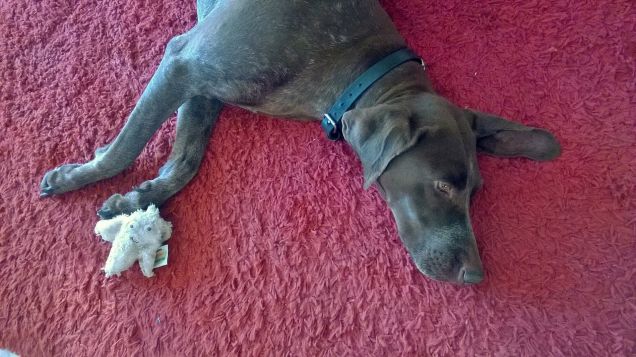 Lotta all'ultimo sangue...