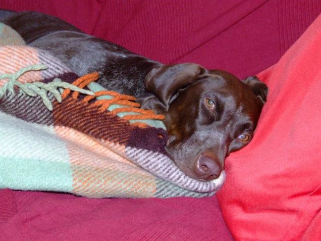 Pennica...pomeridiana