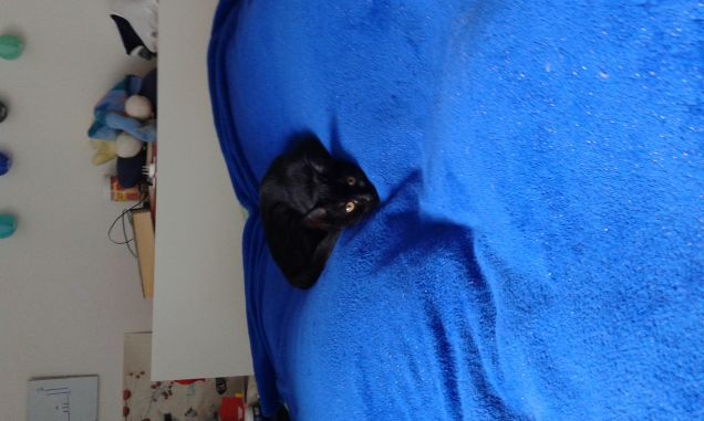 Joel the lump of coal