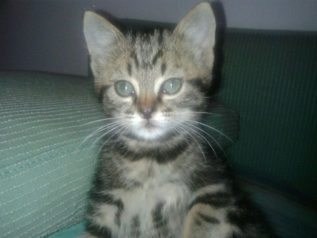 sembra un angioletto