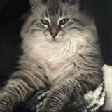 Penelope