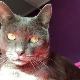 Gianluca