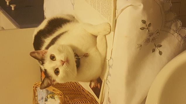 Qui portavo ancora il collarino