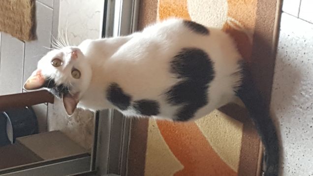 Il mio cuore preferito