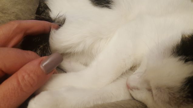 Adoro quando dorme sulle mie gambe