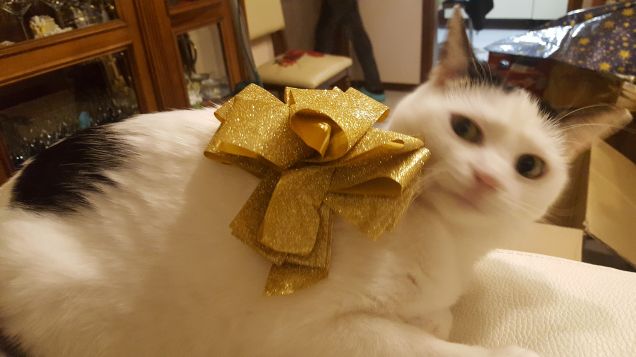 Non sono un addobbo!