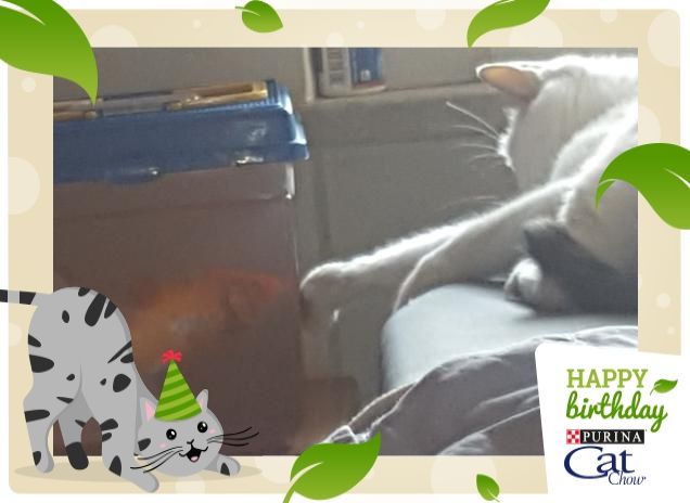 Sissy e il pesce rosso