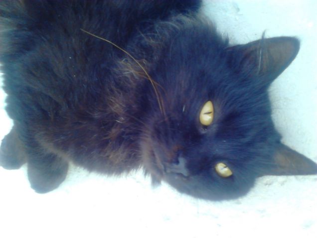 Amore