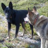cani