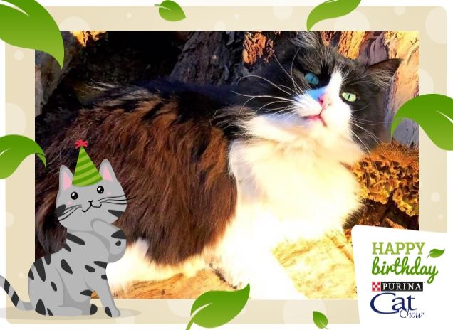 Happy Birthday kiss❤️