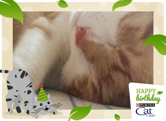 Il piccolo dormiglione