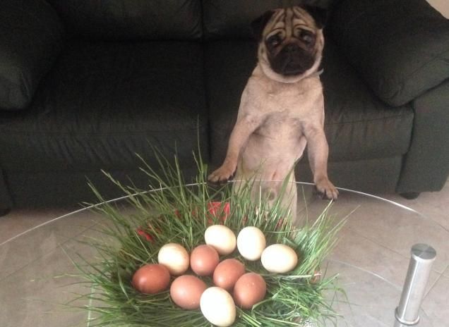 Rocky e le uova di Pasqua 