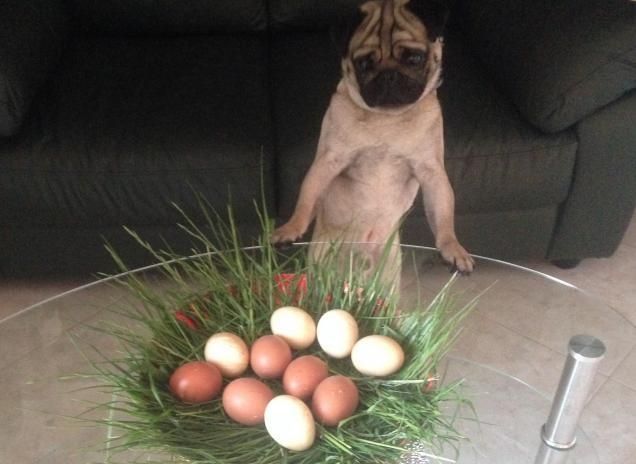 Rocky e le uova di Pasqua 