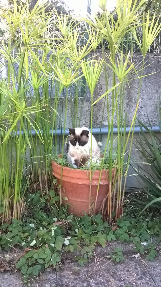 Marianna in giardino