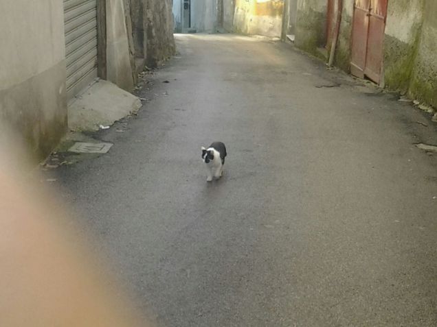 macchia che va a spasso