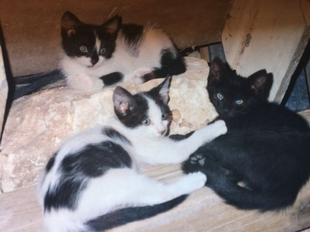 I miei tre gattini