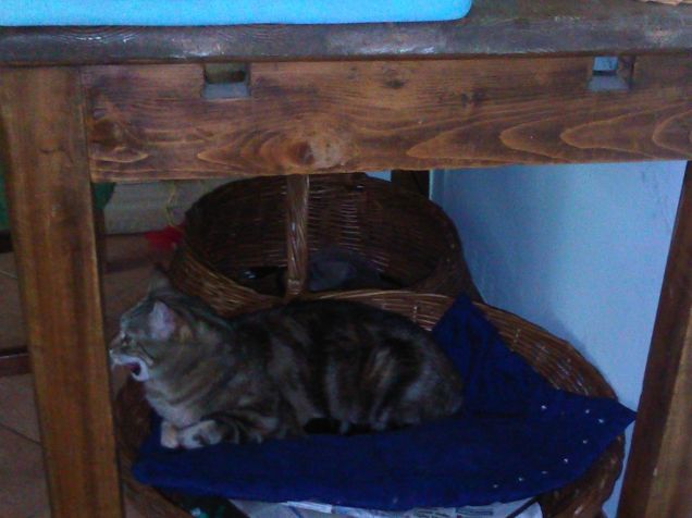 fanny con la coperta purina