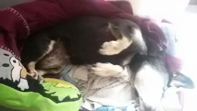 Ah che bello dormire al sole!!!