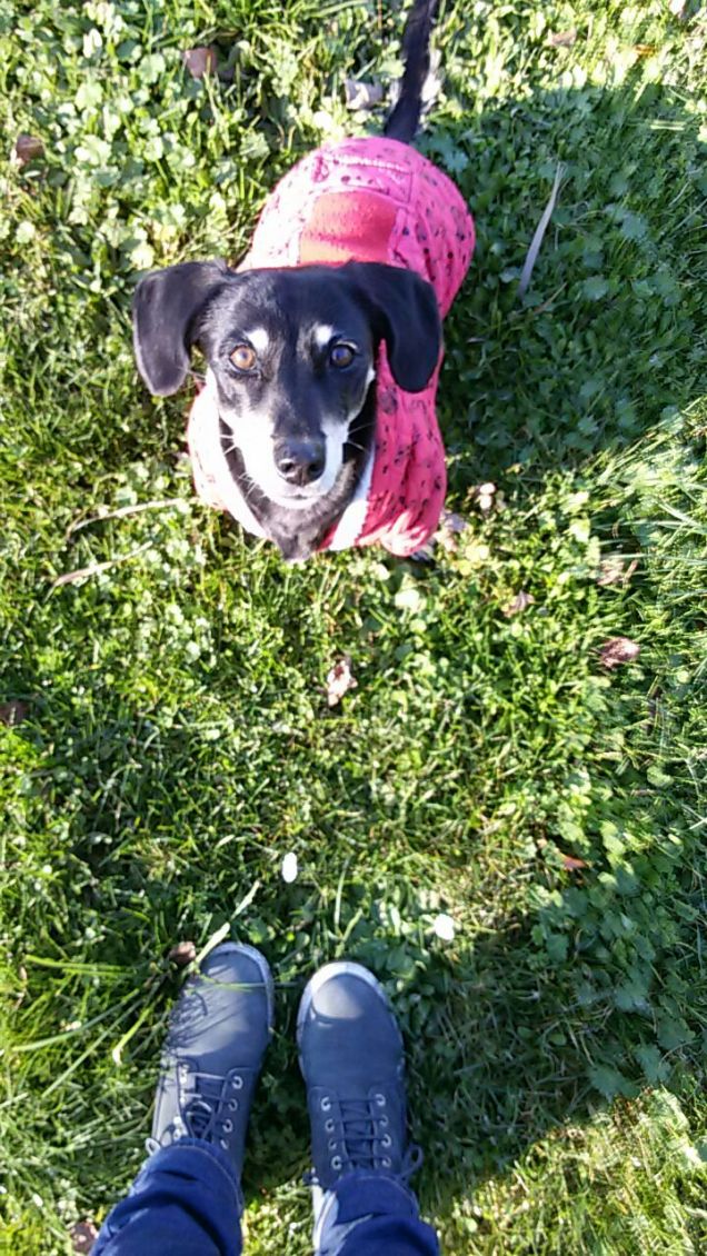 Me la lanci la pallina?! 