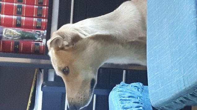 JACK A CASA DEI NONNI