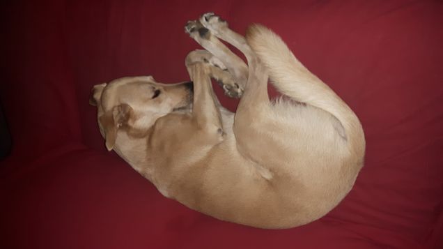 COME SI FA A RESISTERE A UN PISOLINO SUL DIVANO