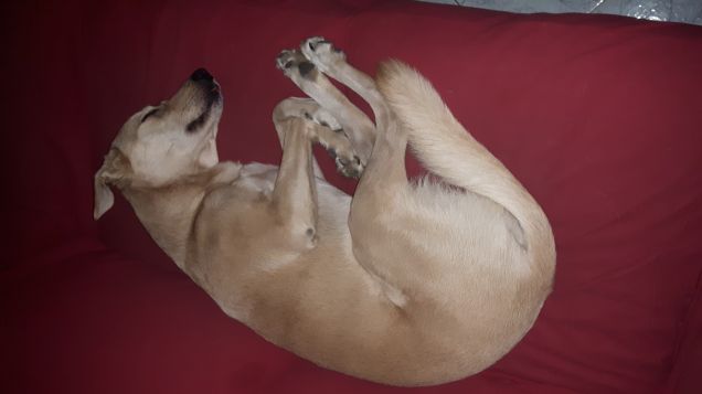 UN PISOLINO SUL DIVANO