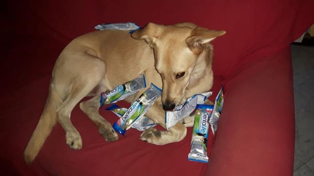 jack e Purina Dentalife