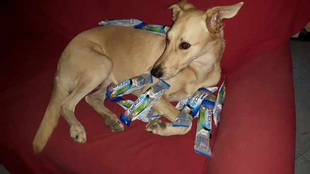 jack alla riscossa con Purina Dentalife