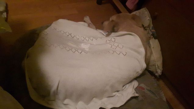 che bello fare la nanna sotto la copertina