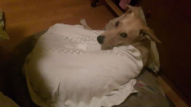 jack sotto la copertina