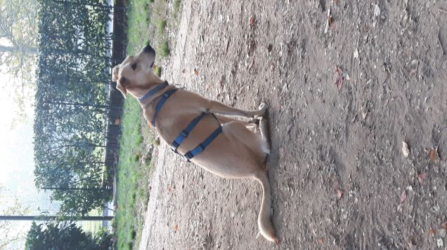 AREA CANI 14.10.2017 HR. 08.00