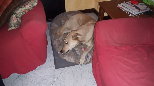 jack e Purina Dentalife