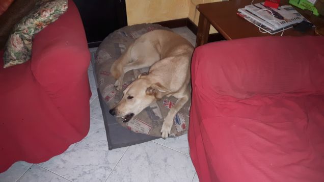 jack e Purina Dentalife